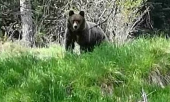 Мечка се разходи по улиците на Чепеларе и влезе в